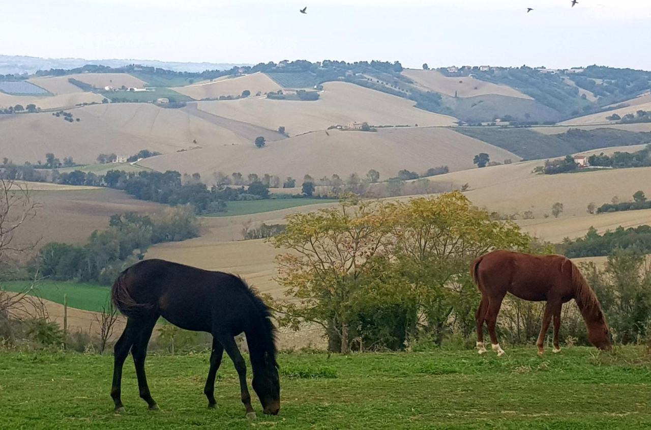 Вілла La Collina Dei Cavalieri Belvedere Ostrense Екстер'єр фото